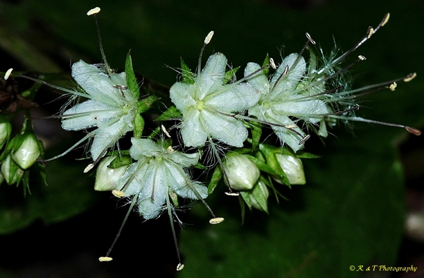 {Hydrophyllum canadense}